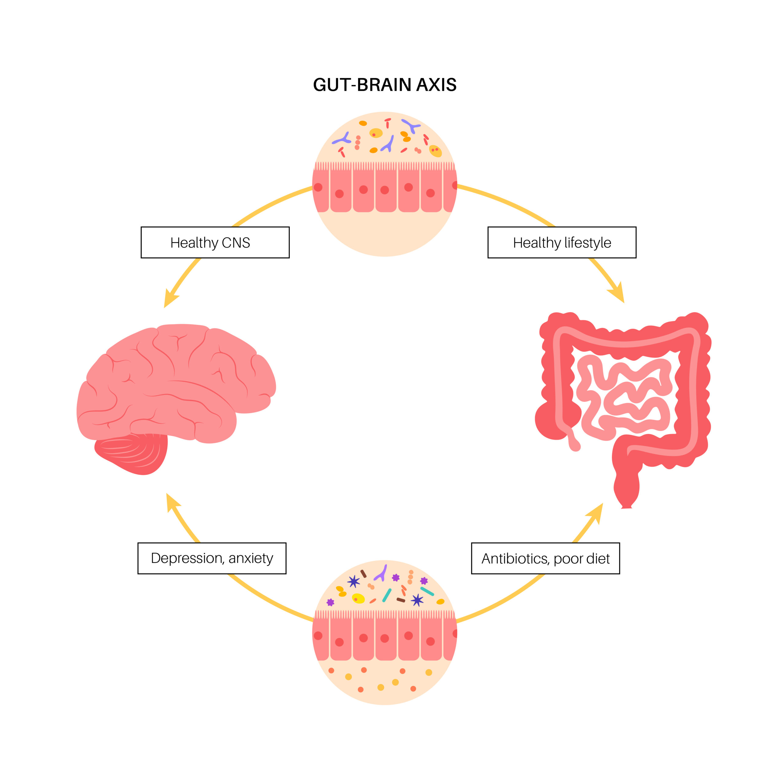 Home gut brain connection